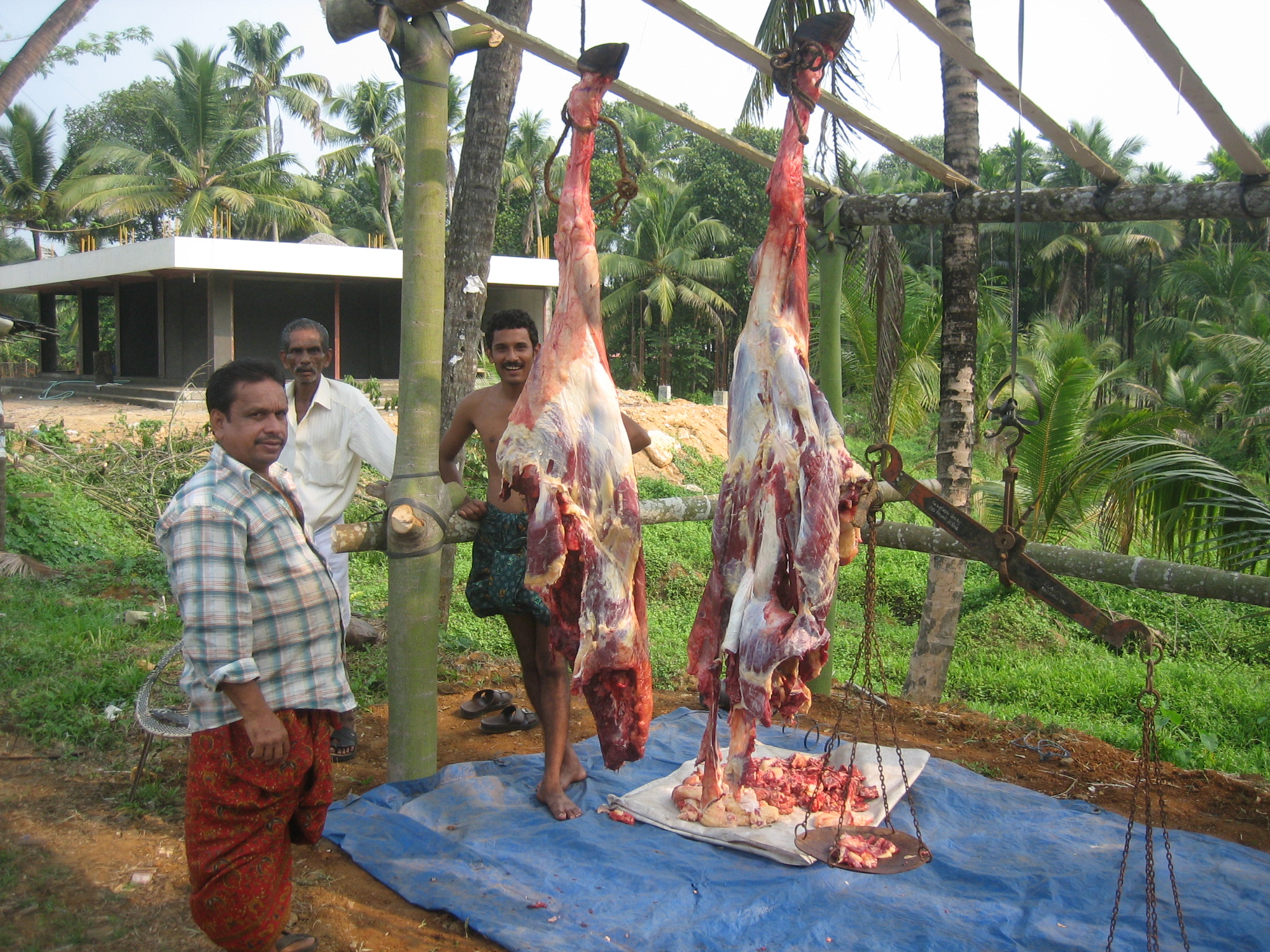 Geschlachtetes Fleisch trocknet an der frischen Luft