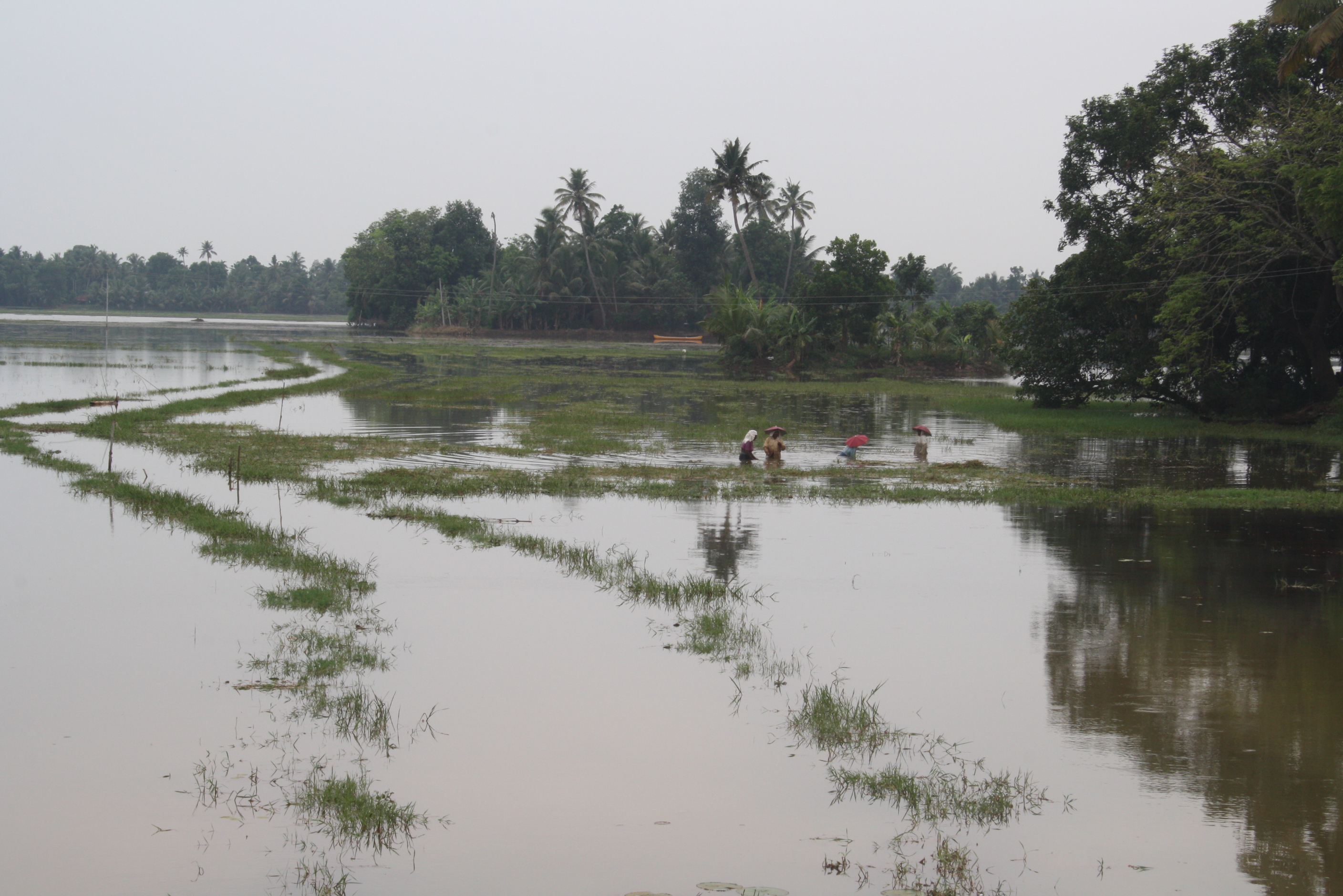 Kuttanad - eine Wasserwüste?