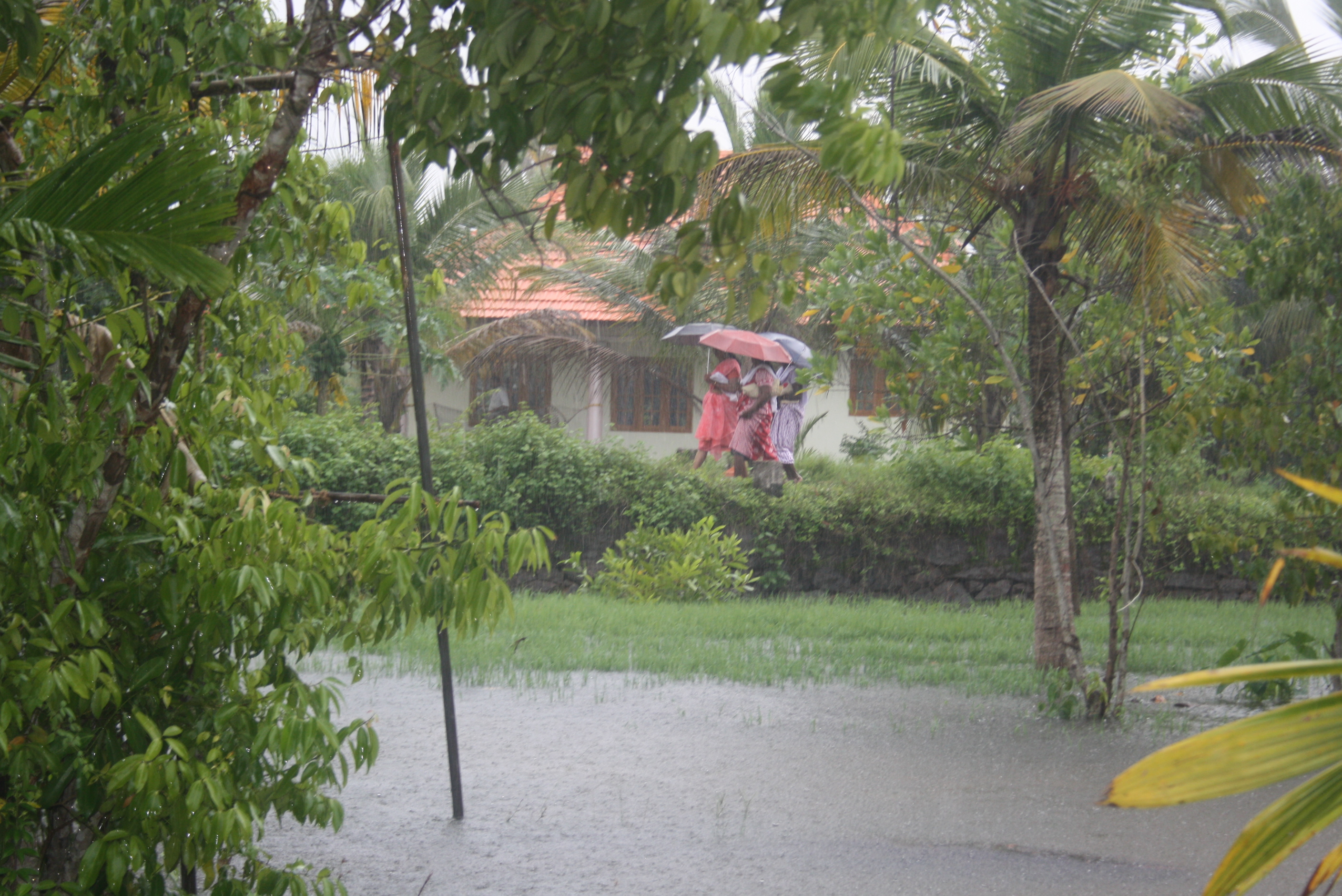 Monsun 2014